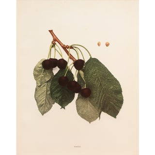 1900s U. P. Hedrick, Original Antique Photogravure of Eagle Cherries For Sale