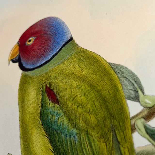 Paper Antique 19th-Century Hand-Colored Blossom-Headed Parakeet | Original John Gould Lithograph For Sale - Image 7 of 8