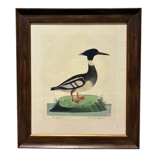 Vintage Goosander Merganser Ornithological Bird Print in Dark Wood Frame For Sale