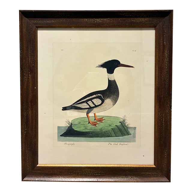 Vintage Goosander Merganser Ornithological Bird Print in Dark Wood Frame For Sale