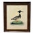 Vintage Goosander Merganser Ornithological Bird Print in Dark Wood Frame For Sale