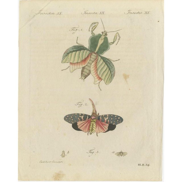 Bertuch, Walking Leaf and Chinese Lantern Fly, 1805, Print For Sale - Image 3 of 12