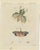 Bertuch, Walking Leaf and Chinese Lantern Fly, 1805, Print For Sale - Image 3 of 12