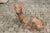Vintage American Concrete Reclining Deer Sculpture with Iron Antlers and Patina For Sale - Image 11 of 11