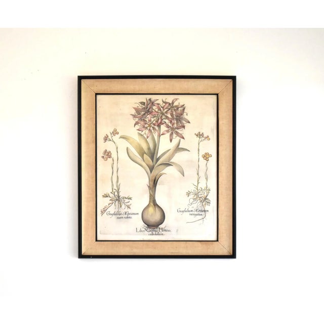 Basilius Besler Botanical Engravings - a Pair For Sale - Image 4 of 13