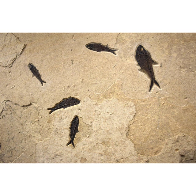 Fossil Fish Mural 4004gm From the Green River Formation, Wyoming For Sale - Image 4 of 5