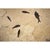Fossil Fish Mural 4004gm From the Green River Formation, Wyoming For Sale - Image 4 of 5