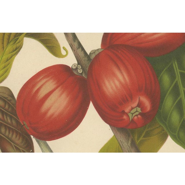 Hoola van Nooten, Wax Apple Fruit Botanical, 1880, Chromolithograph For Sale - Image 5 of 9