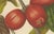 Hoola van Nooten, Wax Apple Fruit Botanical, 1880, Chromolithograph For Sale - Image 5 of 9