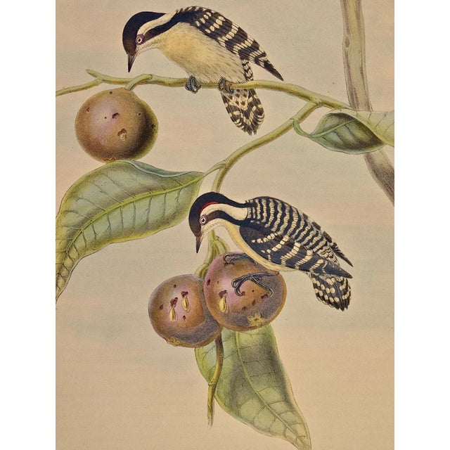 This is a hand-colored folio sized lithograph entitled "Iyngipicus Gymnophthalamus" (Ceylonese Pygmy Woodpecker) by John...