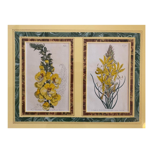 Early 19th Century English Hand Colored Botanical Floral/Flower Etchings by T. Curtis For Sale