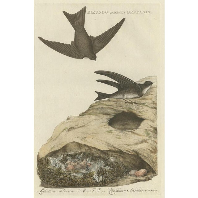 Antique print titled ‘Hirundo Agrestis Drepanis'. This print depicts the sand martin with nest and eggs (Dutch:...