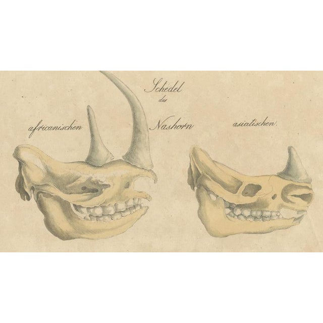 Early 19th Century Karl Joseph Brodtmann, Beaver and African & Asian Rhinoceros Skull Studies, 1816, Paper For Sale - Image 5 of 9
