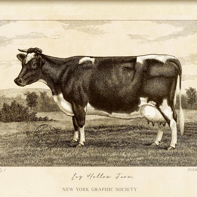 Illustration Reproduction Art Print of Vintage Holstein Cow (1) in Ornate Gold Frame For Sale - Image 3 of 5