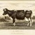 Illustration Reproduction Art Print of Vintage Holstein Cow (1) in Ornate Gold Frame For Sale - Image 3 of 5
