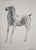 Marino Marini, Horse-1, 1948, Lithograph For Sale