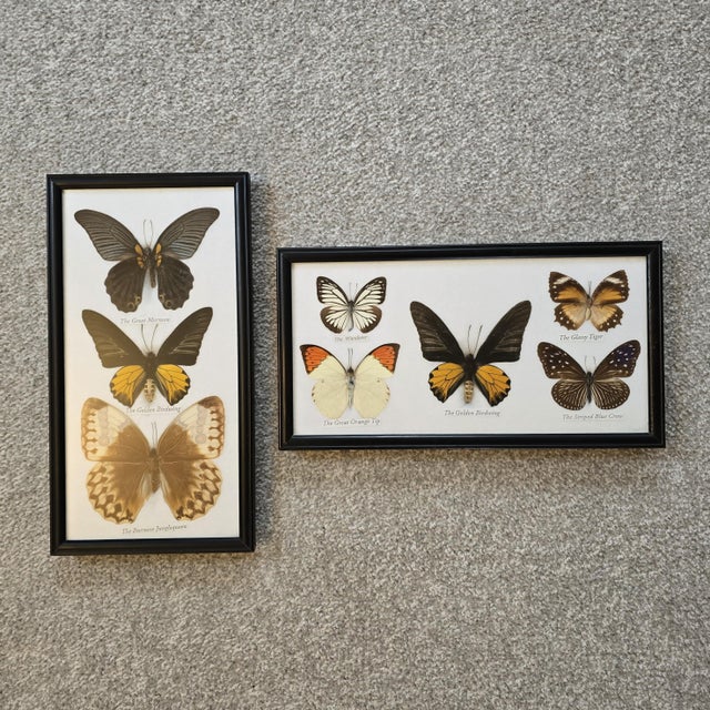 Framed Butterfly Pictures, 1920s, Set of 2 For Sale - Image 6 of 6