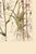 Not Yet Made - Made To Order Bell Flowers Plate 1, Vintage Botanical Art Print Reproduction, 20" X 30" For Sale - Image 5 of 12