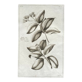 18th Century Basseporte Foliate Botanical Engraving For Sale