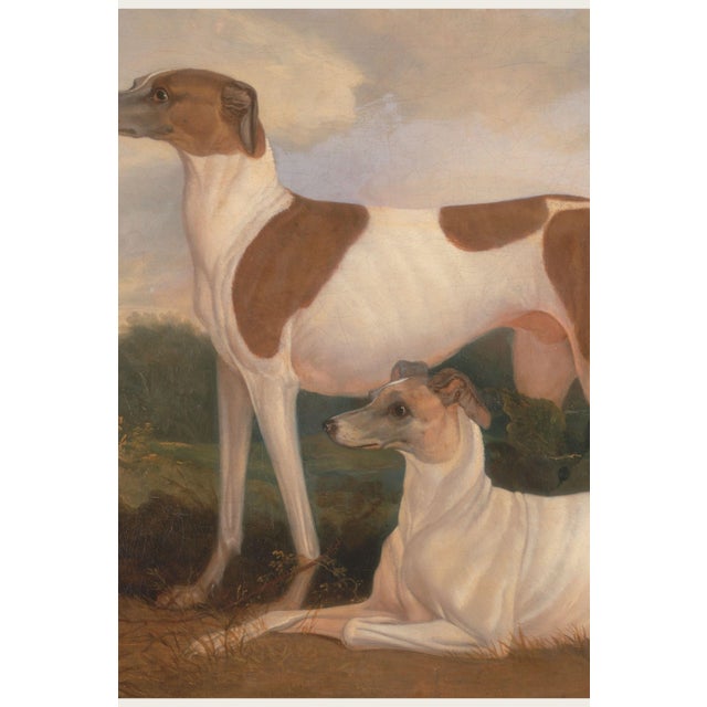 Paper Vintage Greyhound Dog Art Print by Charles Hancock - 12" X 8" For Sale - Image 7 of 9