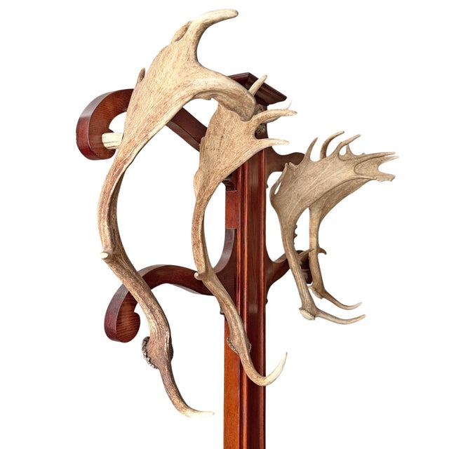 Vintage Fallow Deer Antler Hall Tree For Sale - Image 9 of 15