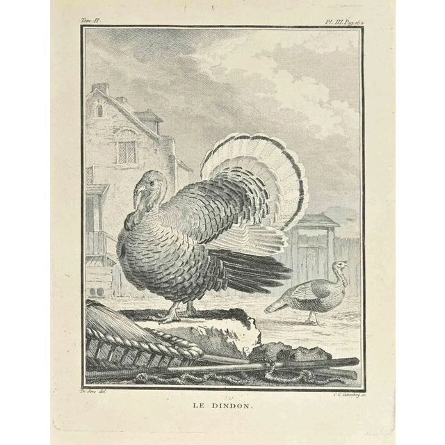 Le Dindon is an etching made by Carl Guttenberg in 1771. The artwork Belongs to the suite "Natural, general and particular...