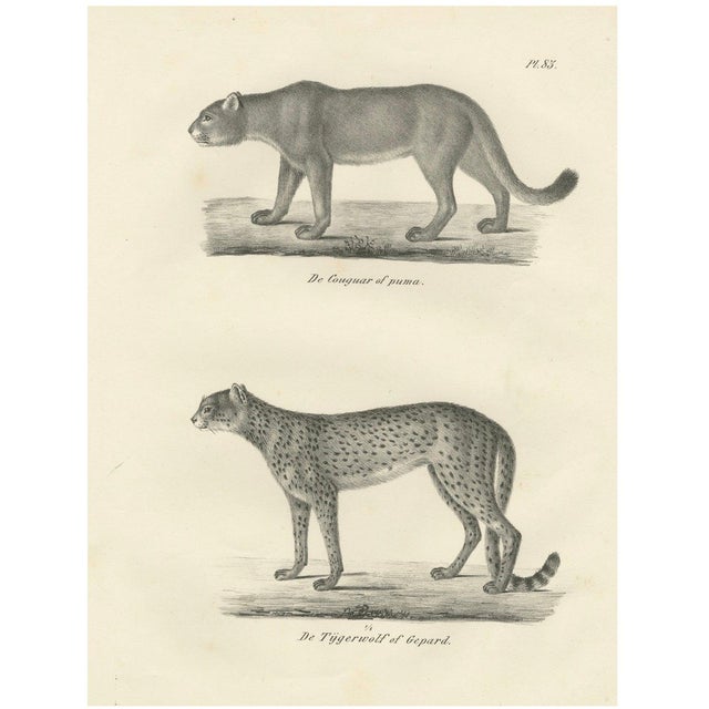 C.C. G. Zool., The Puma and Cheetah in Graceful Stances, 1836, Lithograph For Sale