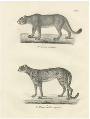 C.C. G. Zool., The Puma and Cheetah in Graceful Stances, 1836, Lithograph