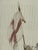 Early 20th Century H. Meyer the Standard of St. George Coronation Engraving, Antique For Sale - Image 5 of 12