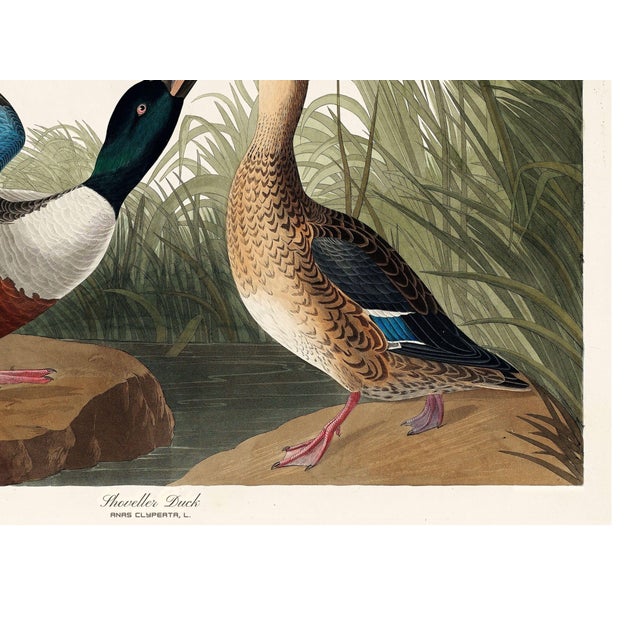 John James Audubon Shoveller Duck From Birds of America, Vintage Art Print Reproduction, 16″ × 12″ For Sale - Image 9 of 9