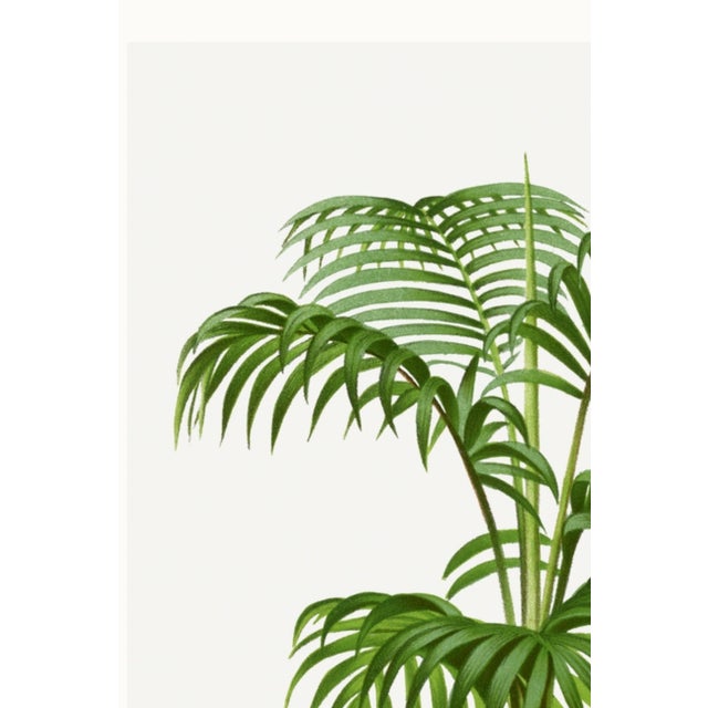 Paper Vintage Palm Botanical Study, Art Print Reproduction, 24" X 36" For Sale - Image 7 of 10