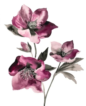 "Hellebore No. 37" Contemporary Original Botanical Flower Watercolor Painting by Elizabeth Becker