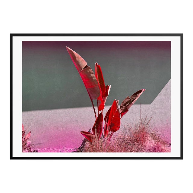 Banana Reds by Stuart Möller Framed For Sale