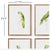 THE GREEN PARROT ILLUSTRATIONS - SET OF 4 17.75 x 1 x 23.5 These simple parrot prints are a pop of color for any space...