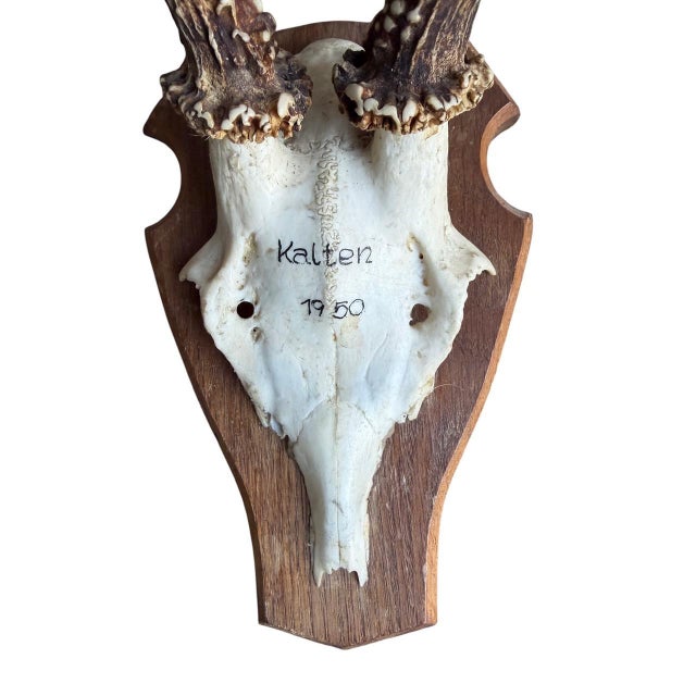 1950s Reo Deer Trophy Trophies Set of 4 136 Black Forest Antlers For Sale - Image 5 of 7