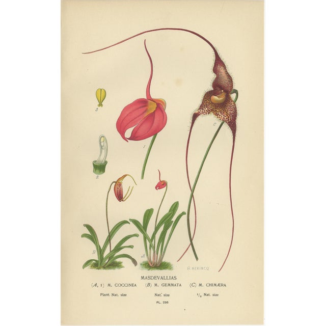 Late 19th Century Edward Step, Orchids & Norfolk Pine, 1897, Prints, Set of 3 For Sale - Image 5 of 10