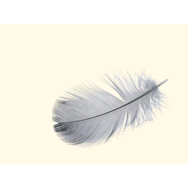 2020s Feathers Set of Four Prints 8 X 10 in Contemporary Home Decor Reproduction For Sale - Image 5 of 6