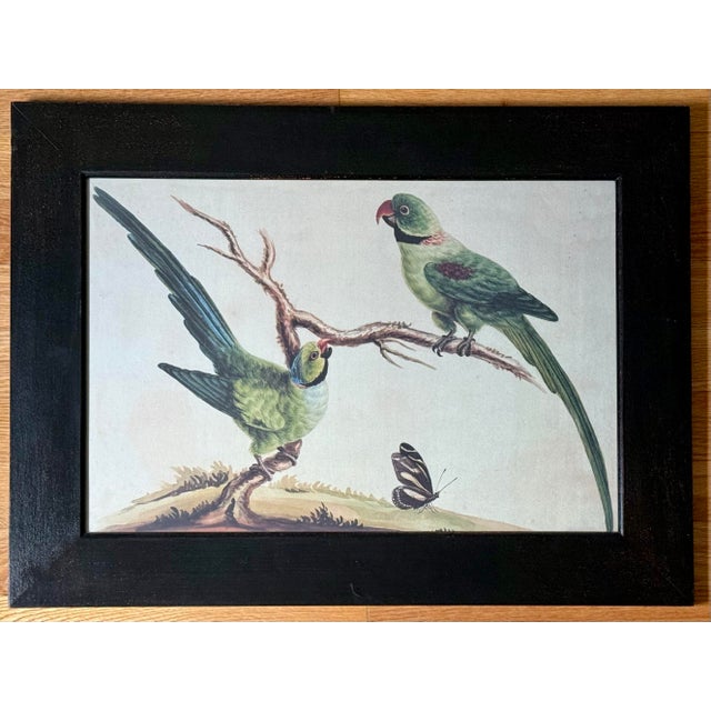 Green Late 20th Century Framed Print of Parrot Pair With Butterfly by Sarah Stone For Sale - Image 8 of 8