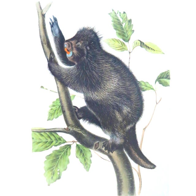 John James Audubon John James Audubon - Octavo Lithograph From Audubon's the Quadrupeds of North America - Circa 1849 and 1854 - Set of 22 For Sale - Image 4 of 18