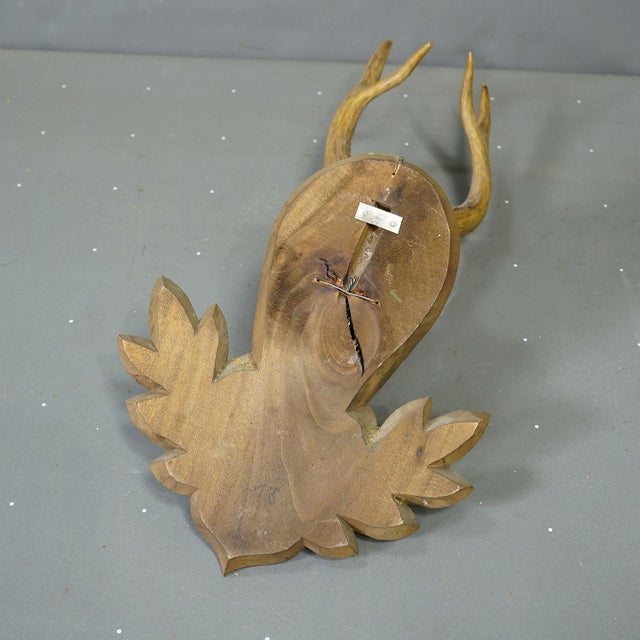 Great Black Forest Red Deer Trophy on Carved Plaque - Germany 1954 For Sale - Image 6 of 6