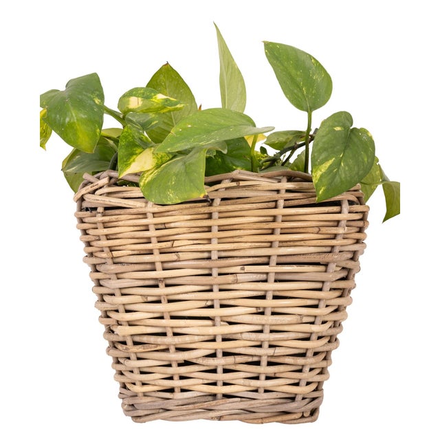 Artifacts Rattan Square Tapered Planter with Black Plastic Insert, Natural, 11.5" For Sale In Houston - Image 6 of 10
