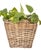 Artifacts Rattan Square Tapered Planter with Black Plastic Insert, Natural, 11.5" For Sale In Houston - Image 6 of 10