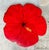 Vintage Red Hibiscus Flower Lazy Susan For Sale - Image 4 of 12