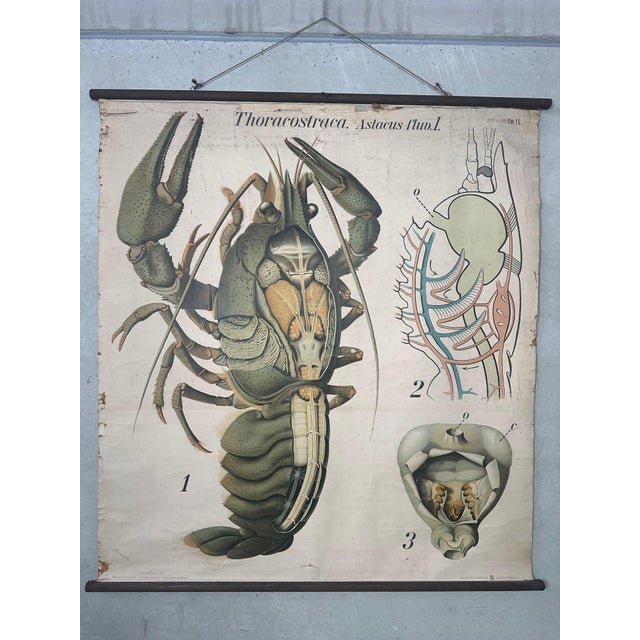 Vintage Linen School Map of The Lobster, 1940s For Sale - Image 14 of 14