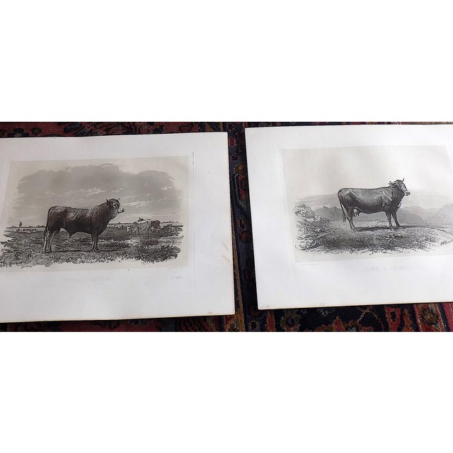Printmaking Materials Antique 19th Century French Signed Imperial Folio Cows and Bulls Engravings - "Les Races Bovines" - Set of 9 For Sale - Image 7 of 8