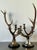 Vintage Natural Deer Antler Candlesticks - A Pair For Sale - Image 12 of 12