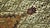 Hand-knotted antique Northwest Persian Sarab Gallery rug featuring a distinct undyed natural camel hair border decorated...