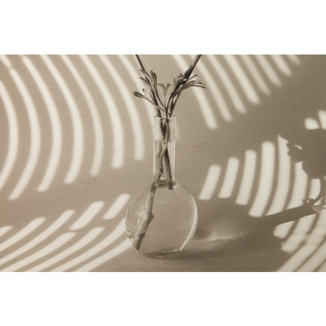Blue James Ware Pitts - Two Ranunculus on Curved, Striped Background, 1994 Signed For Sale - Image 8 of 8