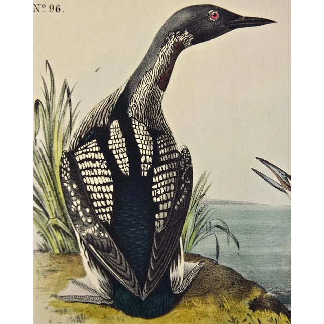 Realism Audubon Black-Throated Diver: Original 1st Edition Hand Colored Audubon Bird Lithograph, 1840 For Sale - Image 3 of 4