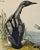Realism Audubon Black-Throated Diver: Original 1st Edition Hand Colored Audubon Bird Lithograph, 1840 For Sale - Image 3 of 4